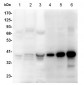 AKR1B10 Polyclonal Antibody